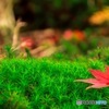 苔の上で…