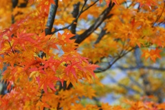 紅葉