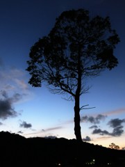 黄昏時