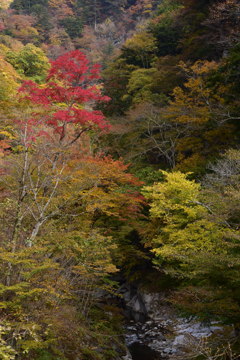 埼玉県 中津峡