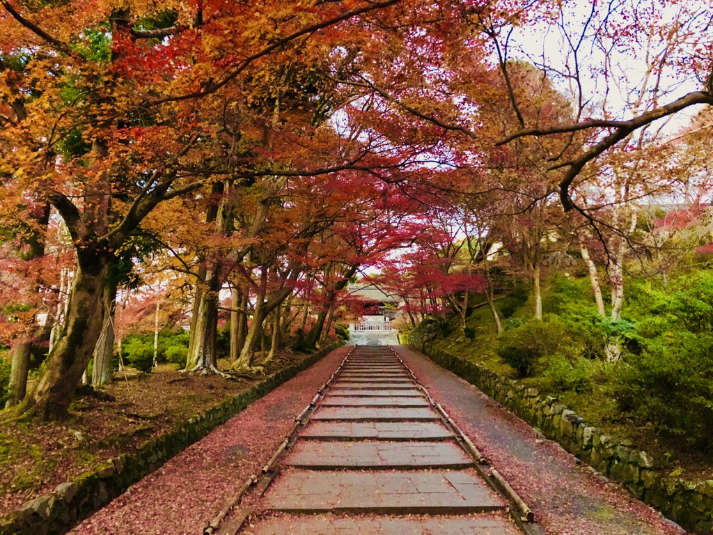 敷紅葉の準備