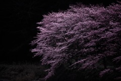 今年の春