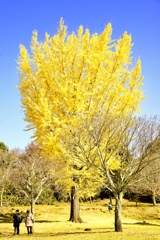 奈良公園