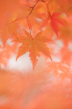 淡い紅葉