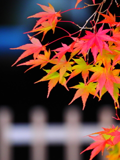 滋賀県でも紅葉狩り