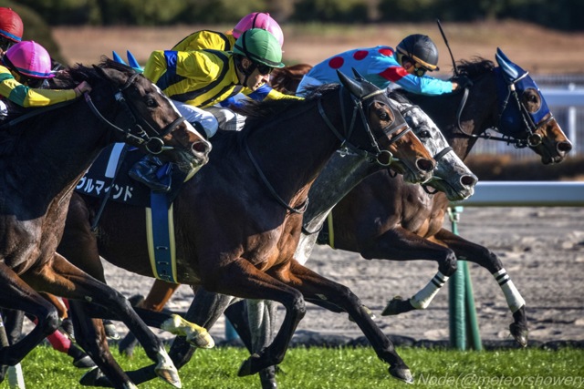 競馬の写真(画像)・写真集 - 写真共有サイト:PHOTOHITO