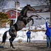 種牡馬の凄み