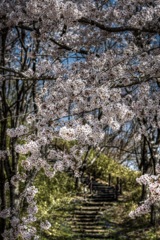 桜の小道