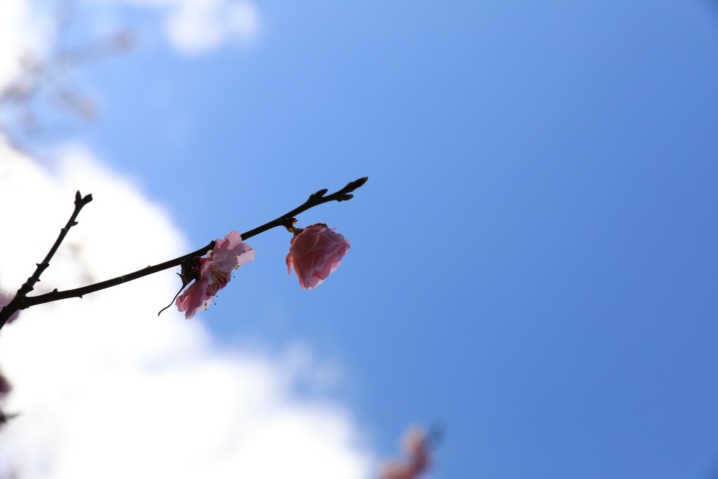 寒桜