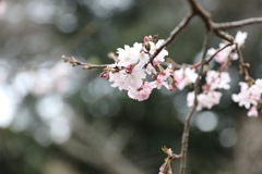 桜 1