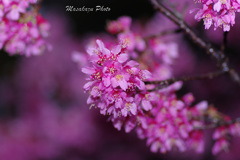 桜雨の中で