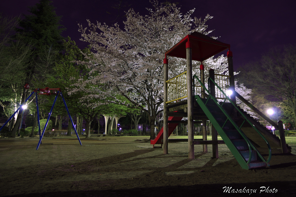 夜桜散歩