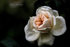 白い薔薇の淵まで