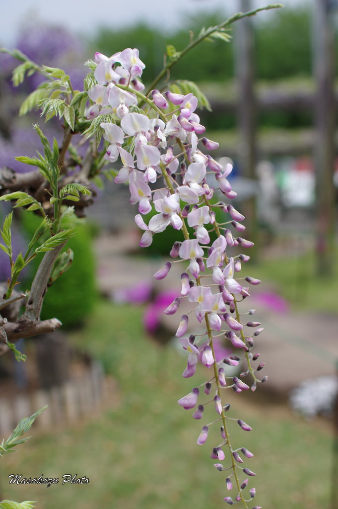 ふじの咲く丘にて
