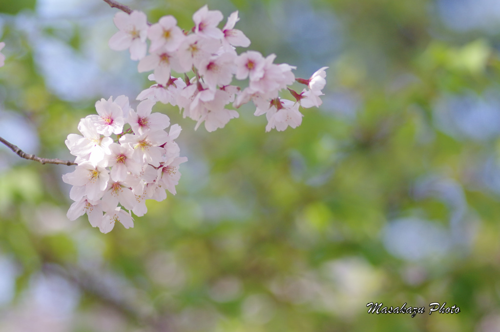 新緑と桜