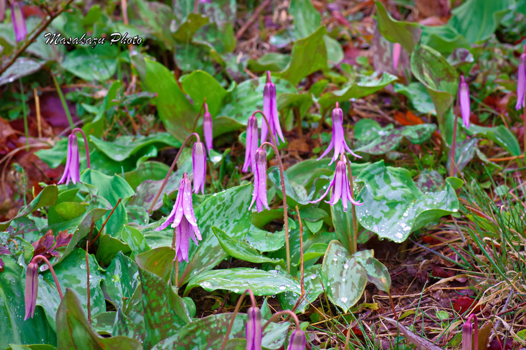 タコウィンナー(^^)