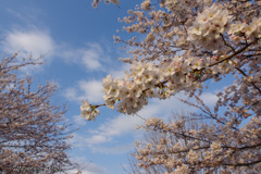 桜咲く