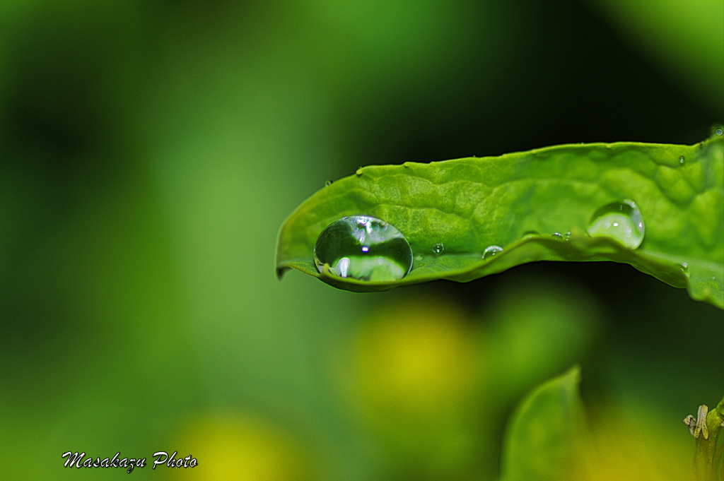 雨露