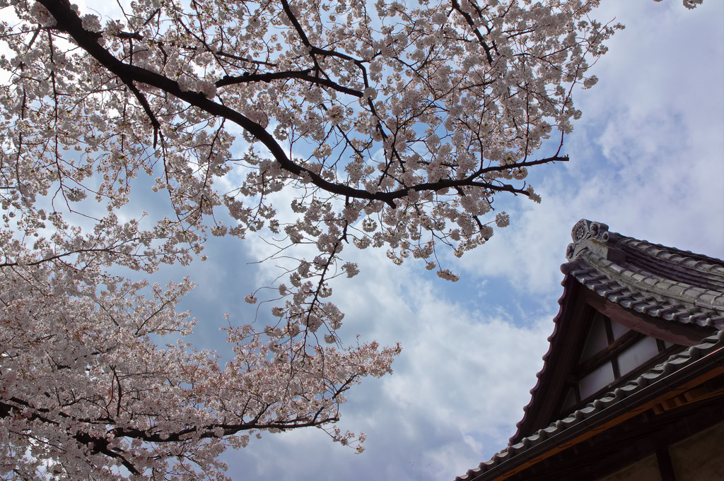 お寺のさくら