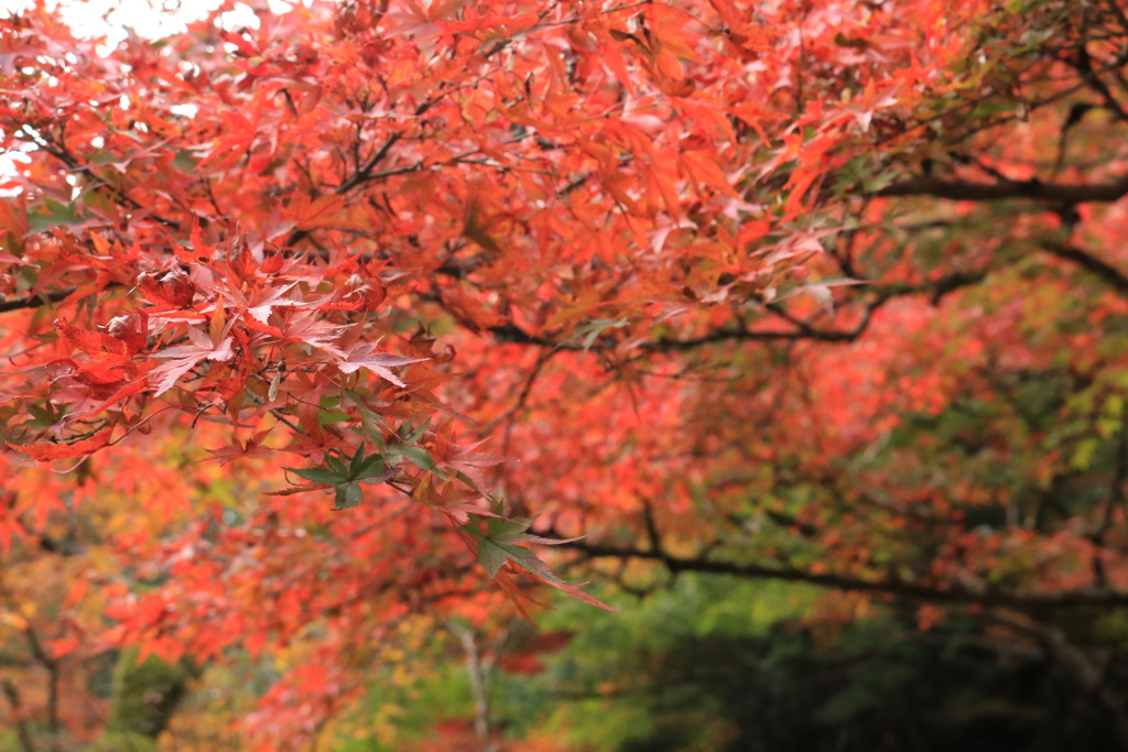 紅葉