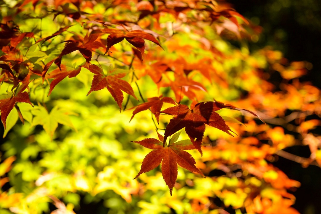 紅葉 ライトアップ