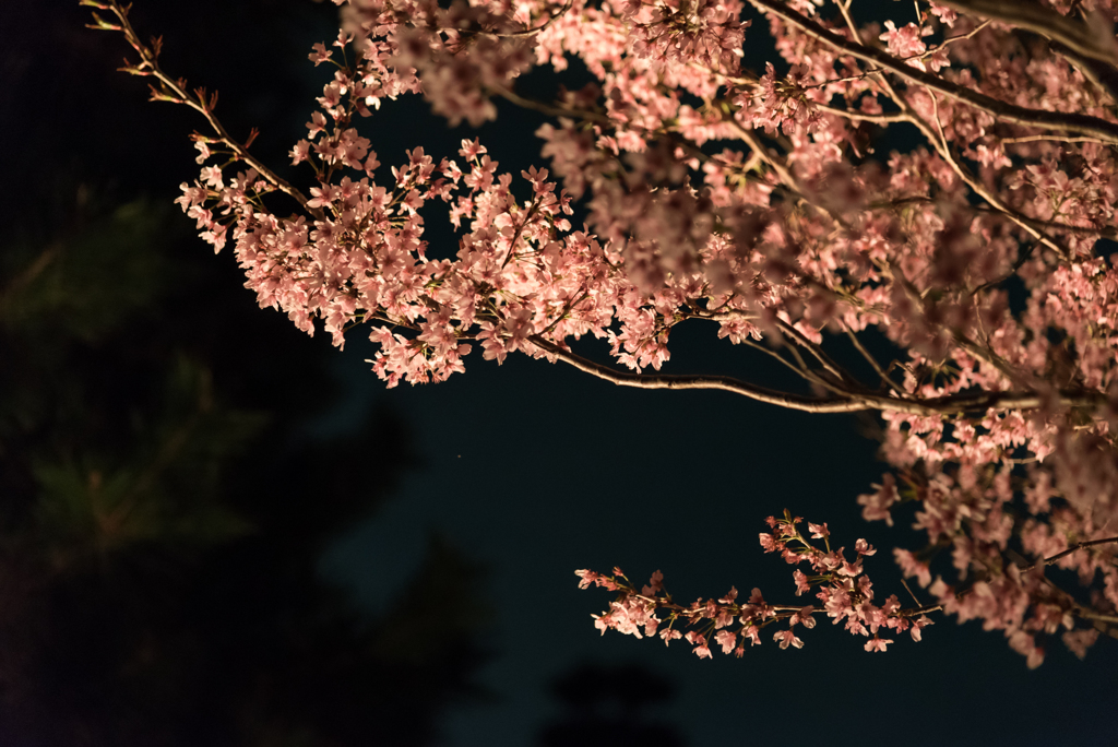 夜桜