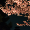 夜桜