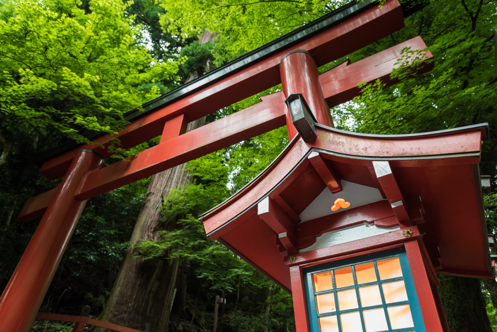 貴船神社　新緑の鳥居