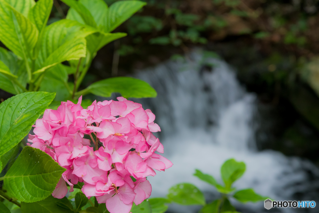 貴船神社　まだ紫陽花残ってた
