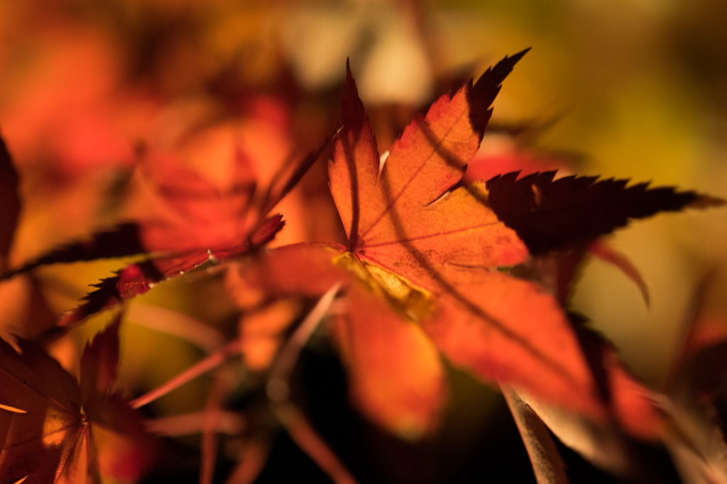 紅葉接写