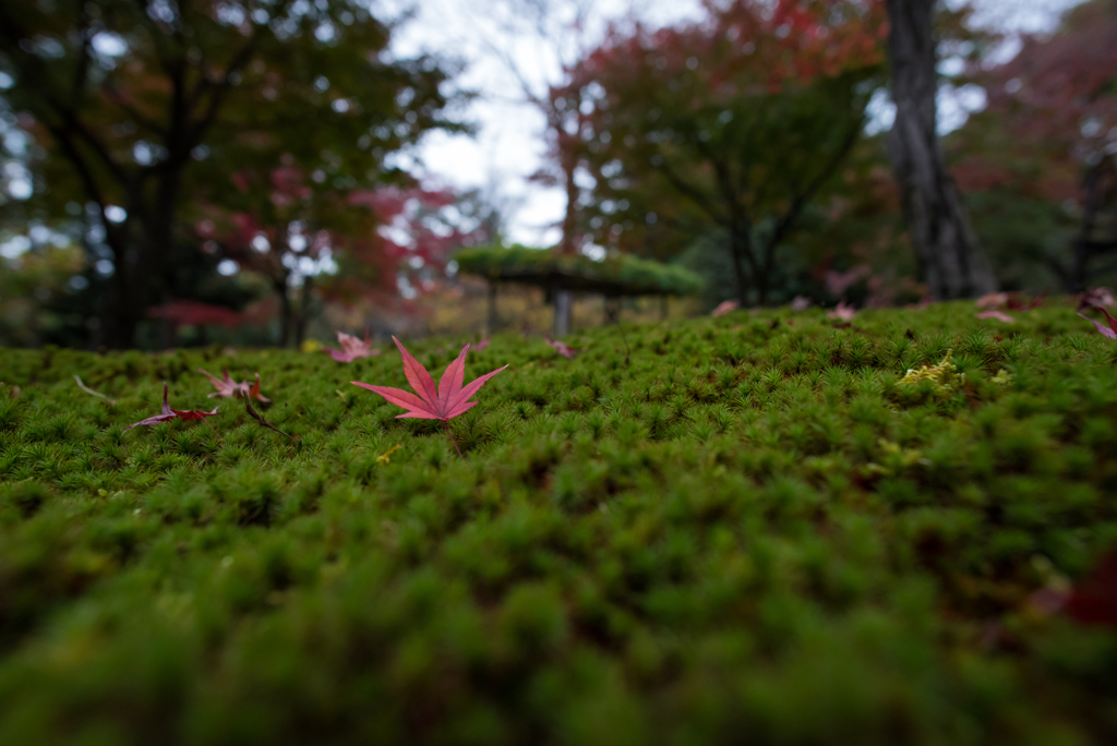 落ち紅葉