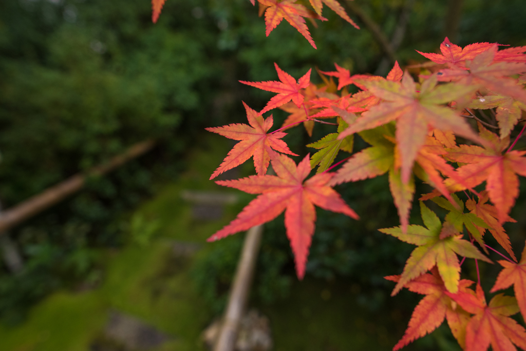 紅葉はまだ