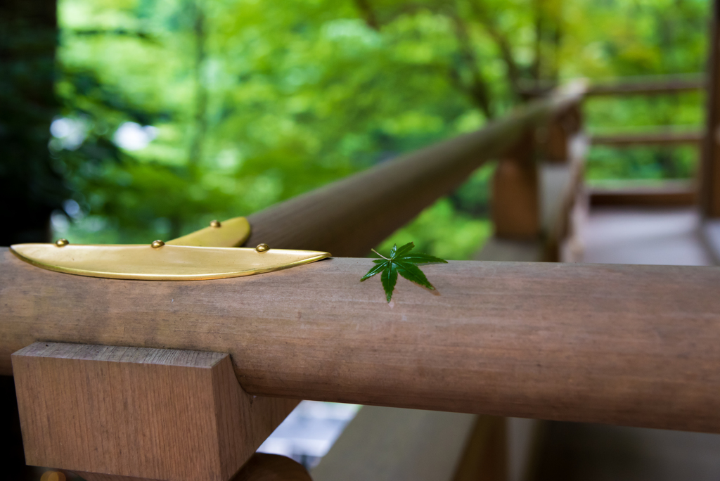 貴船神社　緑紅葉その②