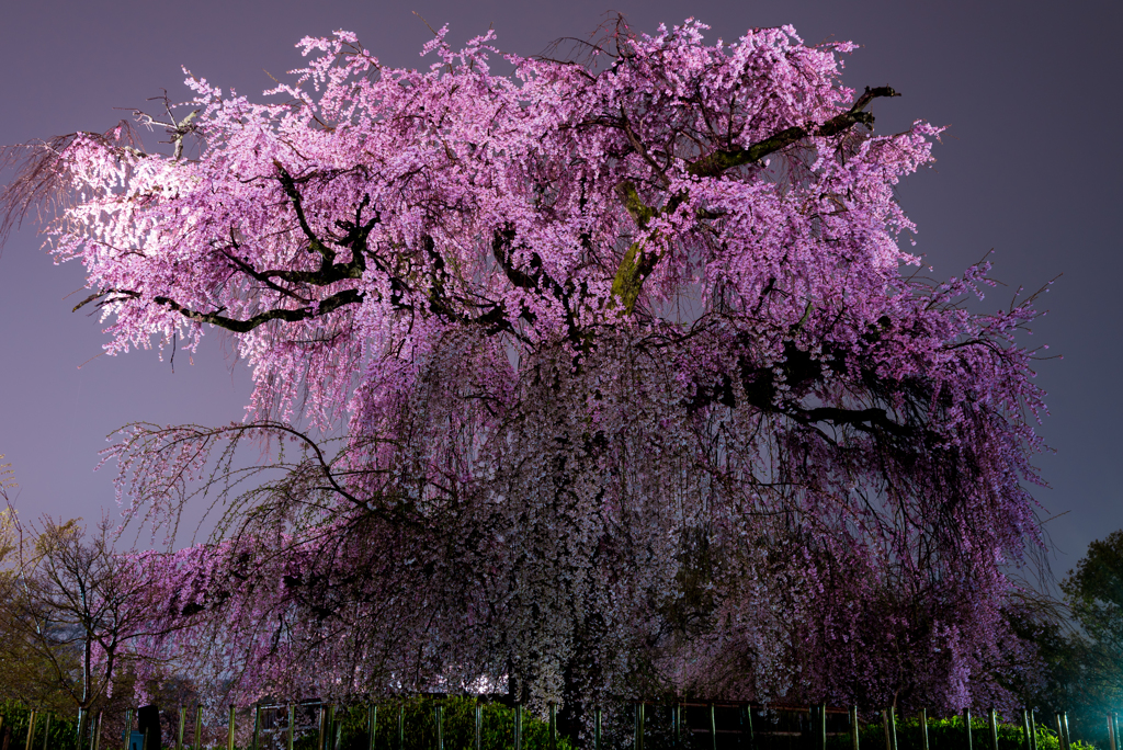 丸山公園