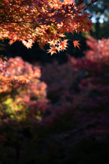 徳川園にて