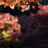 徳川園にて