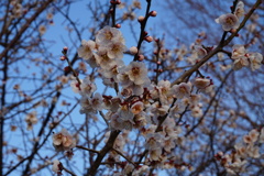梅香る