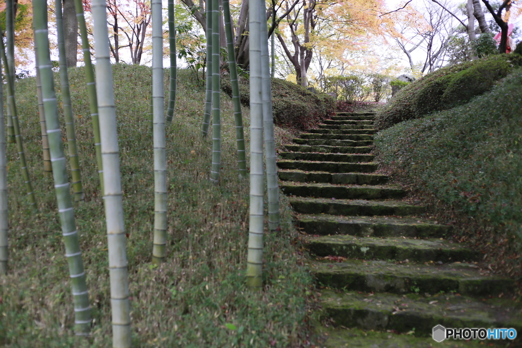 竹