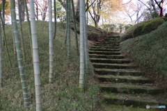 竹