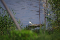 IMGP5964