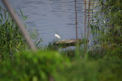 IMGP5965