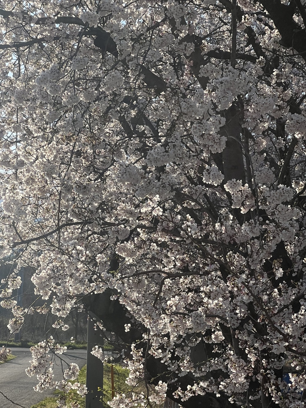 今日は携帯からパシャリ