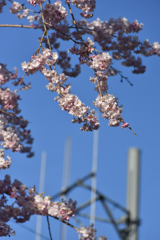桜も電波最大