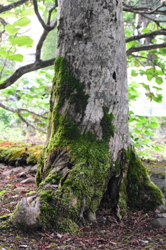 苔の生すまで2