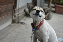 故うちのラン子さん2015