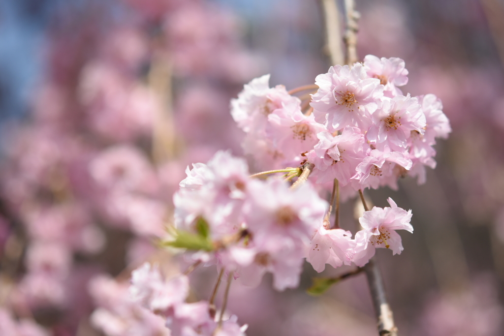 枝垂桜2