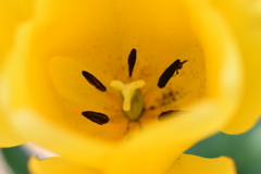 チューリップ2015