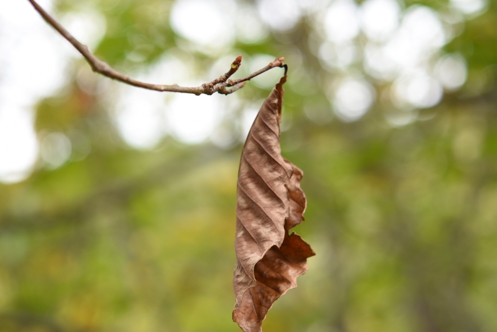 小さな秋みーつけた