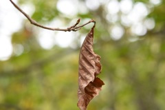 小さな秋みーつけた