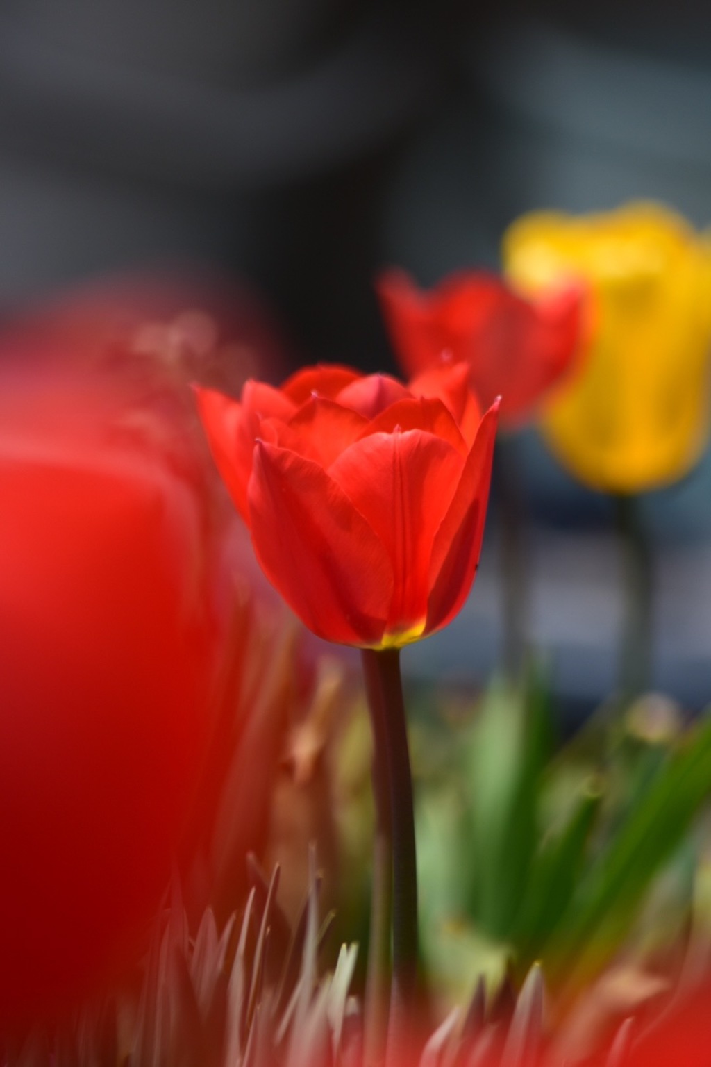 チューリップ2017